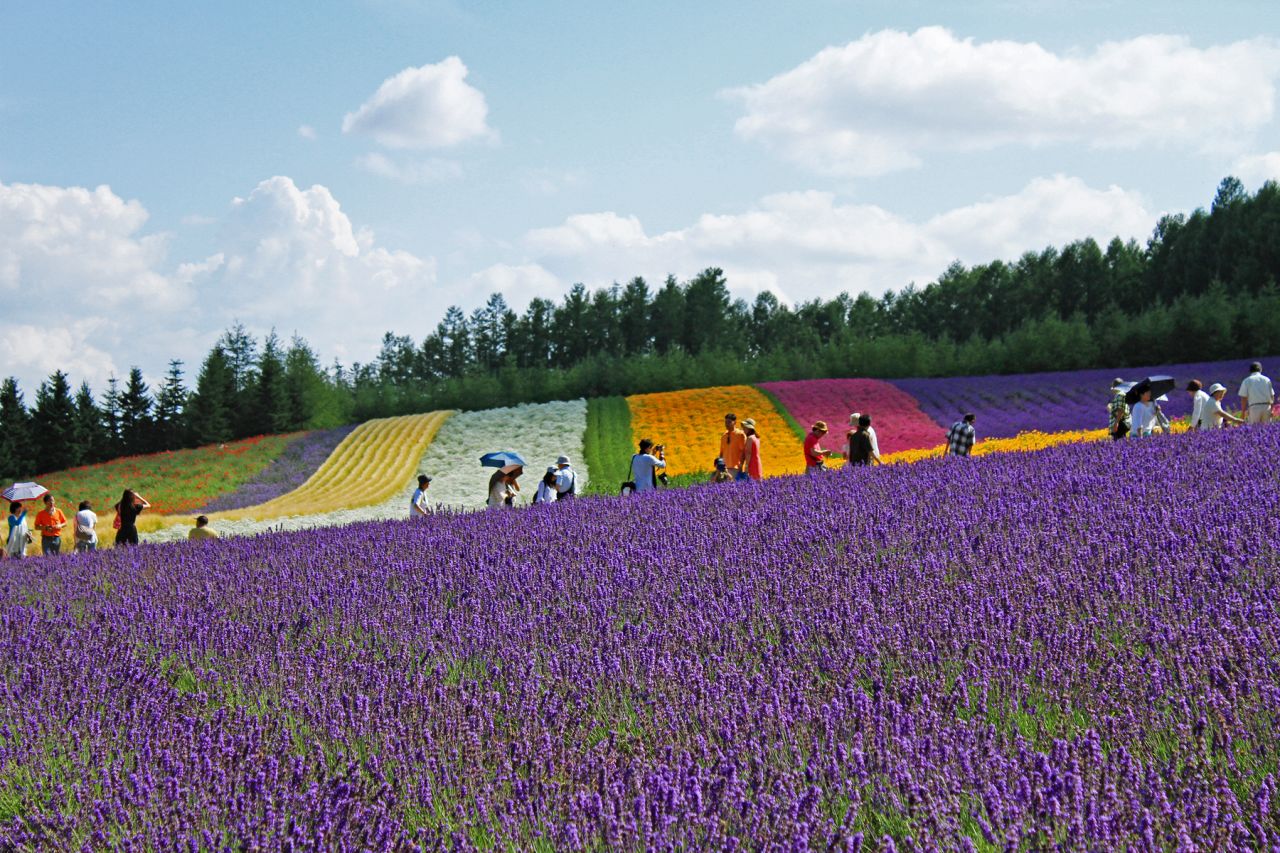 <strong>Lavender farm (Hokkaido): </strong>Farm Tomita has three lavender fields: Lavender East, Sakiwai Field and the Traditional Lavender Garden. Sakiwai Field, meaning "happiness field," has four types of lavender growing in rows, creating a gradient of purple with the rainbow colors of Autumn Field, Spring Field and Hanabito Field as background. Still not enough lavender? Try the farm's lavender ice cream.<br />