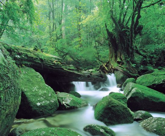 <strong>Shiratani Unsuikyo Gorge (Kagoshima): </strong>Hayao Miyazaki fans will find this forest familiar. Shiratani Unsuikyo Gorge <a href="index.php?page=&url=http%3A%2F%2Fwww.cnn.com%2F2013%2F12%2F04%2Ftravel%2Fenchanting-ancient-forests-japan-yakushima%2F">inspires Studio Ghibli's fantasy animation "Princess Mononoke."</a> The otherworldly nature park on Yakushima Island offers a network of maintained hiking trails along the ravine. From historic tracks built in the Edo period to developed footpaths paved in stone and wood, the circuits range from one to five hours long, varying in difficulty.