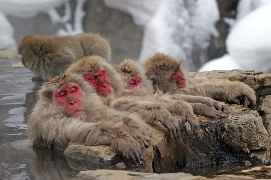 <strong>Jigokudani Monkey Park (Nagano): </strong>The steaming springs set in a snowy mountain may be scenic, but travelers come here to see something else -- the hot spring monkeys. Some 200 Japanese macaque monkeys live in Jigokudani -- which translates to "hell valley" -- where the rough cliffs and onsens are covered in snow for a third of the year. The monkeys bathe at the main onsen of the park in winter without a care for observers. <br />Anyone jealous of the monkey's lazy ways can head over to Korakukan Ryokan for their own thermal soak.<br />