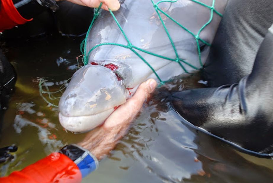 A dolphin calf was rescued Friday off the eastern coast of Florida after its rostrum became entangled in a monofilament fishing line.