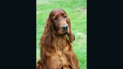 Irish setter Jagger died after competing at Crufts, one of the world's most prestigious dog shows; there are fears he was poisoned.