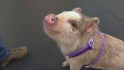 dnt wa pig is top dog in agility class_00002519.jpg