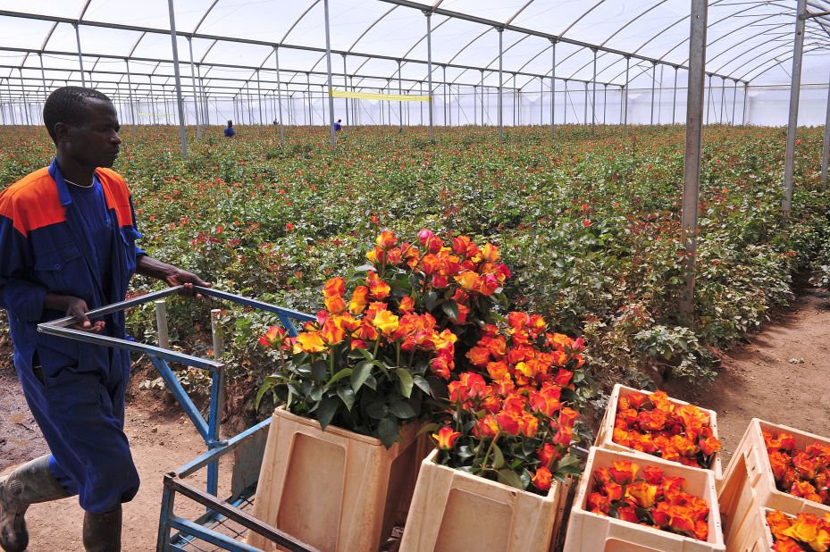 A worker at the Maridaidi Farm in Naivasha carries roses for export to Europe ahead of this year's Valentine's Day.
