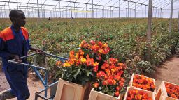 A worker at the Maridaidi Farm in Naivasha, carry roses which will be exported to Europe for Valentine's Day on February 12, 2015. Kenya is the major provider of quality cut flowers to the EU with a market share of about 40%. Flower farmers are upbeat ahead of the Valentine's Day and are projecting a rosy picture for the sector, despite the recent losses incurred during the Economic Partnership Agreement (EPA) impasse. AFP PHOTO / SIMON MAINA (Photo credit should read SIMON MAINA/AFP/Getty Images)