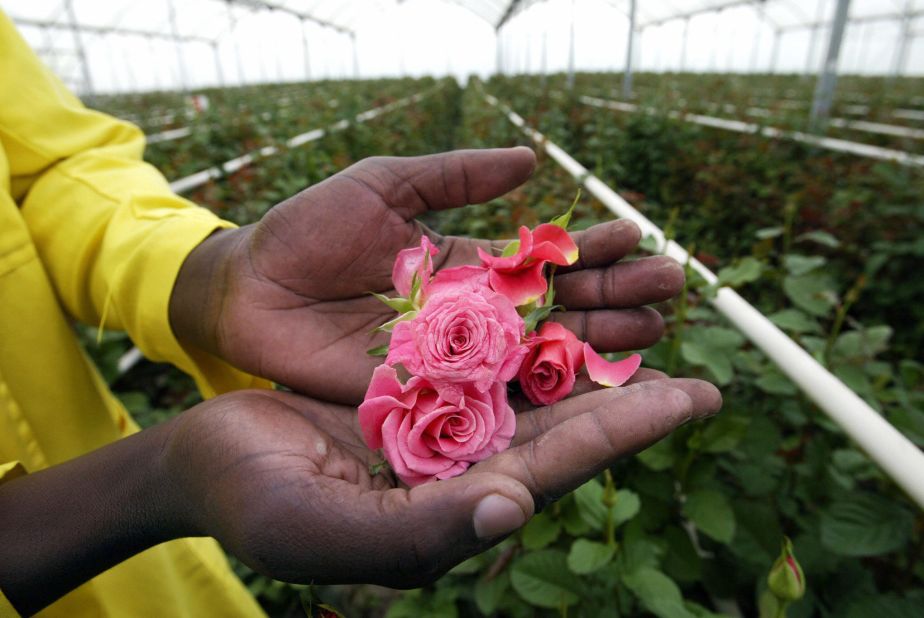 The Kenya Flower Council says that an estimated 500,000 people, including more than 90,000 flower farm employees, depend on the country's floriculture industry.