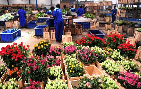 Roughly 50% of Kenya's 127 flower farms are located around Lake Naivasha, some 90 kilometers northwest of the Kenyan capital of Nairobi.