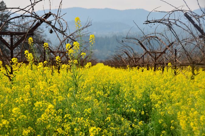 <strong>Take a look back at spring blossoms from 2015:</strong> This is our kind of spring break. Mustard blooms <a href="http://ireport.cnn.com/docs/DOC-1223130">delight the eye</a> in California's Napa Valley on February 4. Click through the gallery to see more signs of spring and view photos submitted by CNN viewers below.