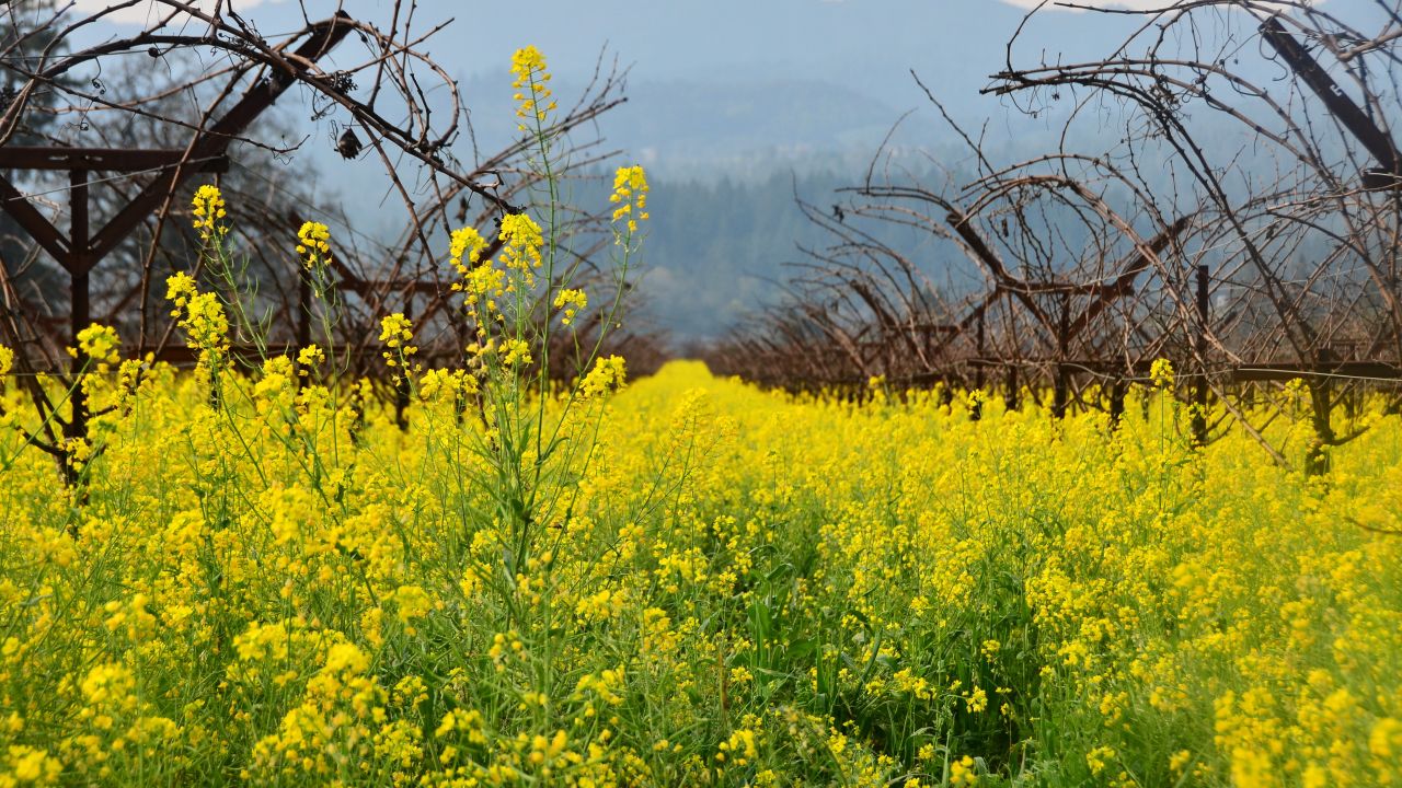Mustards bloom in California's Napa Valley on Feb. 4. http://ireport.cnn.com/docs/DOC-1223130