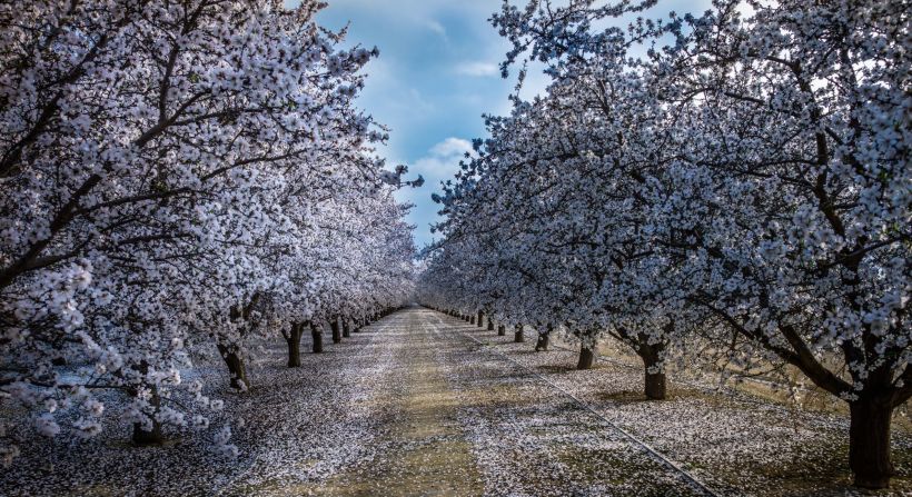 An almond orchard bursts with blossoms near Fresno, California, on February 22. <a href="index.php?page=&url=http%3A%2F%2Fireport.cnn.com%2Fdocs%2FDOC-1223968">This picture</a> combines three photos shot at different exposures (known as high-dynamic range imaging). 
