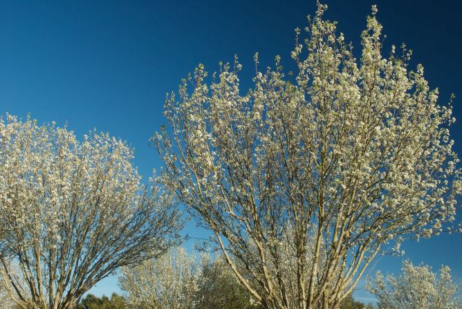 <a href="index.php?page=&url=http%3A%2F%2Fireport.cnn.com%2Fdocs%2FDOC-1223814">Pear blossoms </a>signal the start of spring in Houston, Texas, on March 6. 
