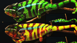how chameleons change colors 01