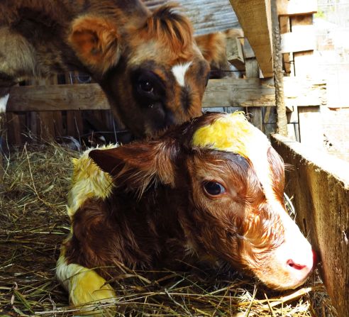 <a href="http://ireport.cnn.com/docs/DOC-1223216">A new life begins</a> on March 9 in Petersburg, West Virginia. Lonna Ours was there to see her father-in-law's cow give birth. "Seeing this little one be born made me think of all the new life that will begin soon."