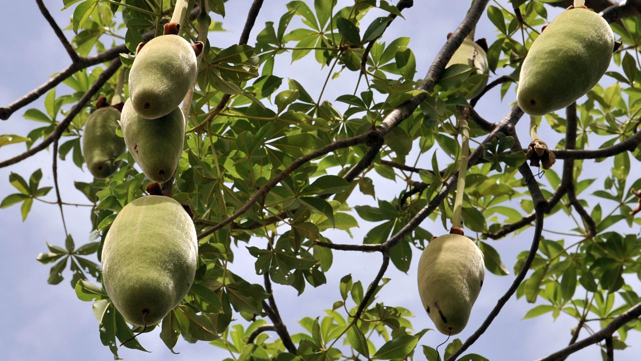The fruits of the baobab tree.