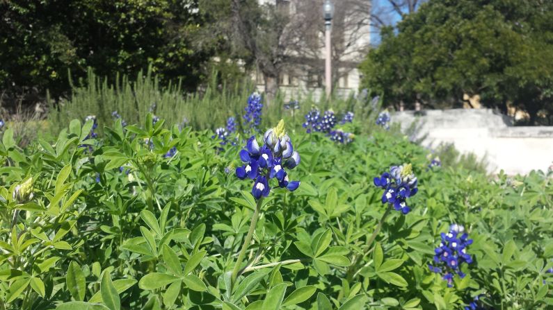 The season's <a href="index.php?page=&url=http%3A%2F%2Fireport.cnn.com%2Fdocs%2FDOC-1224093">first bluebonnets</a> blossom at the University of Texas in Austin on February 19. Taking pictures of and with the state flower "is a major spring pastime," reports graduate student Joel Keralis. 