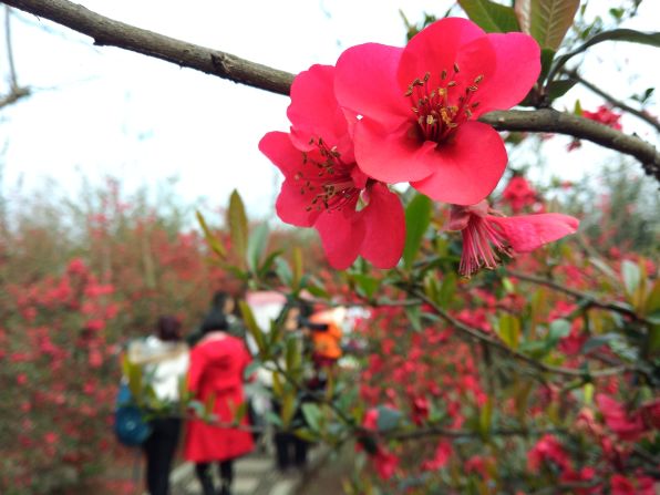 Pink blossoms <a href="index.php?page=&url=http%3A%2F%2Fireport.cnn.com%2Fdocs%2FDOC-1224026">welcome tourists</a> on an organic farm in China's southwestern Sichuan province on March 8. 