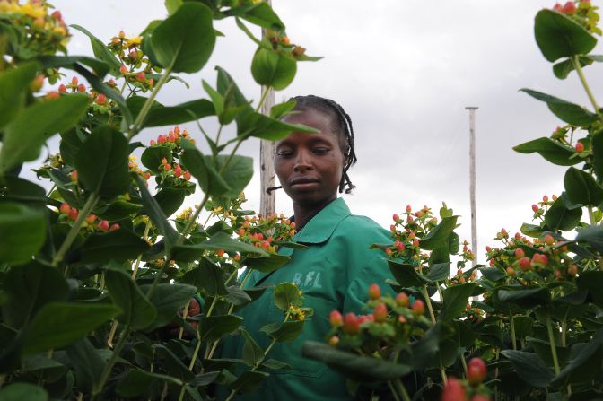 The main cut flowers grown in Kenya are roses, carnations, hypericums (pictured), alstromeria, gypsophilla and lilies, amongst many others.