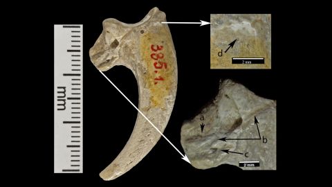 Three cut marks (noted by A, B and C) are preserved on the lateral surface of this talon. An eroded area (noted by D) can be seen near the proximal edge of the joint. Kansas University's David Frayer only recently identified the cut marks and notches on the 130,000-year-old bones as ones modified by humans.