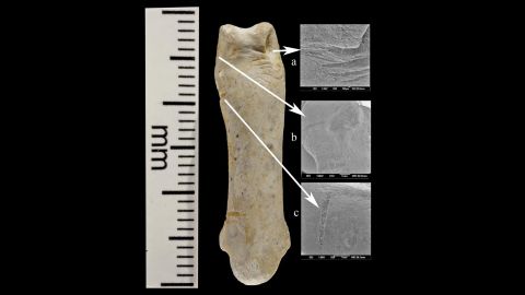 A phalanx (foot bone) is seen with cut marks. A scanning electron microscope shows an extreme close-up on the right. The markings, including polishes and areas where the bones were "rubbed together," show that the talons were "manipulated into a piece of jewelry," Frayer said.