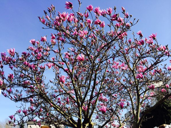 A newly blooming magnolia tree brings pops of color to Juanita Beach Park in Kirkland, Washington, March 12.