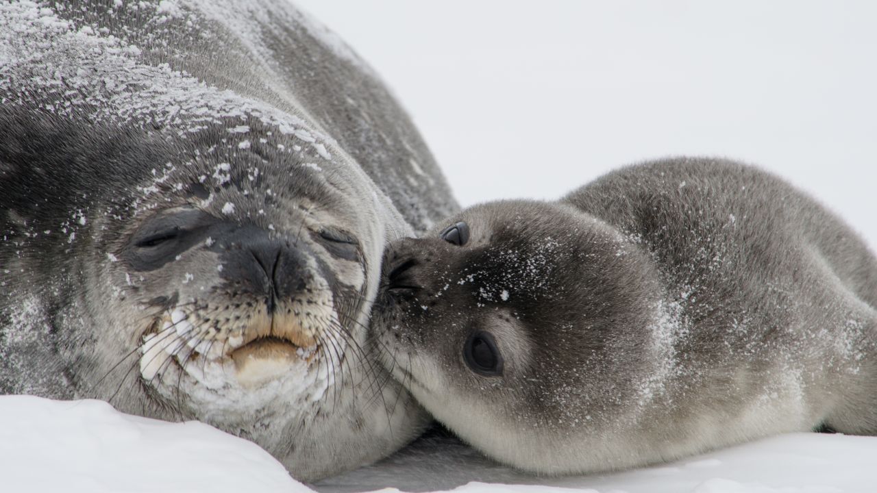Oh, the cuteness. A seal pup kisses its mom in Antarctica. (William Link, NMFS Permit 1032-1917)