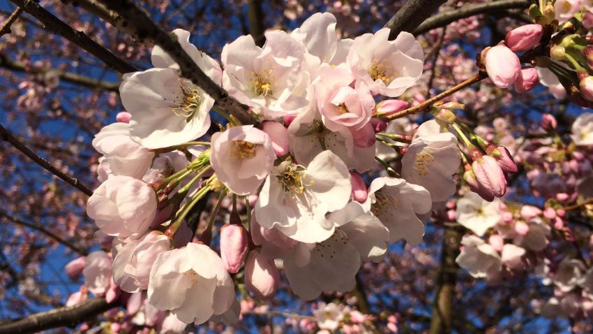 Washington abloom with cherry blossoms | CNN Politics