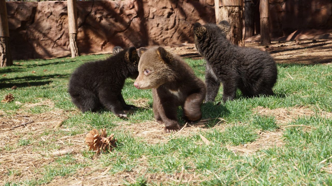This file photo shows bears similar to those that were killed.