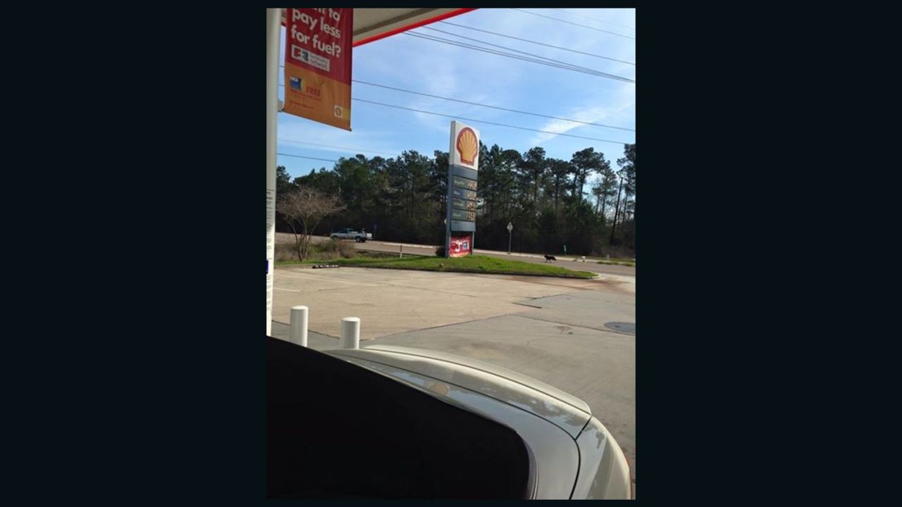A cellphone photo taken by Lorie Hollis shows a dog chasing after a truck that left it at a gas station in Slidell, Louisiana.