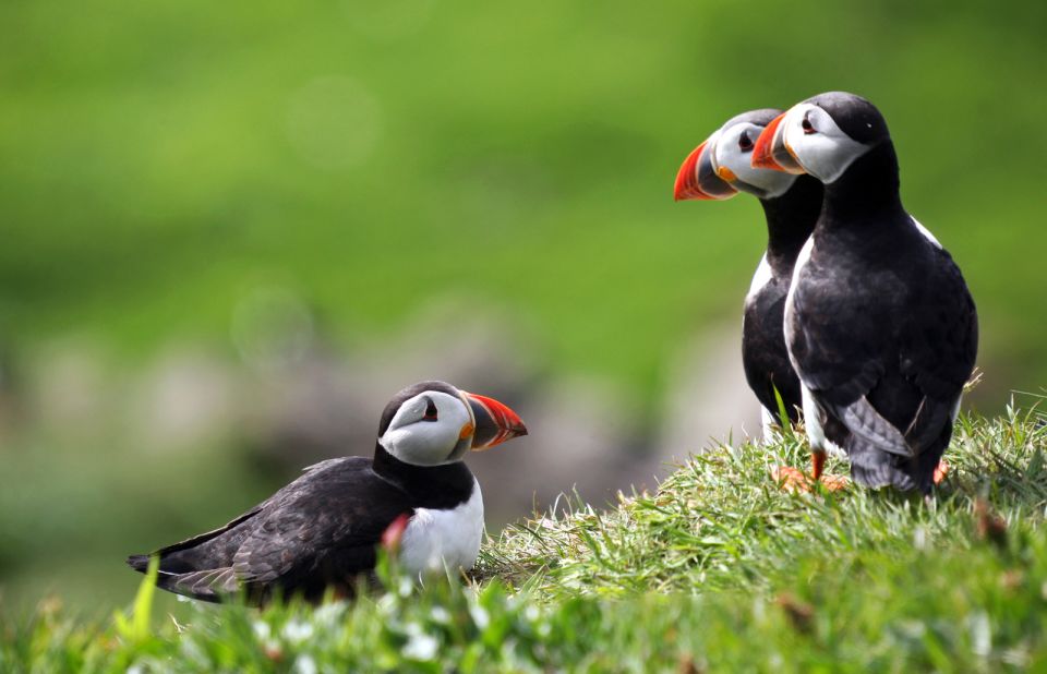 Mykines and Skuvoy are popular places to watch puffins. Known as "lundin" in Faroese, the birds are surprisingly approachable.
