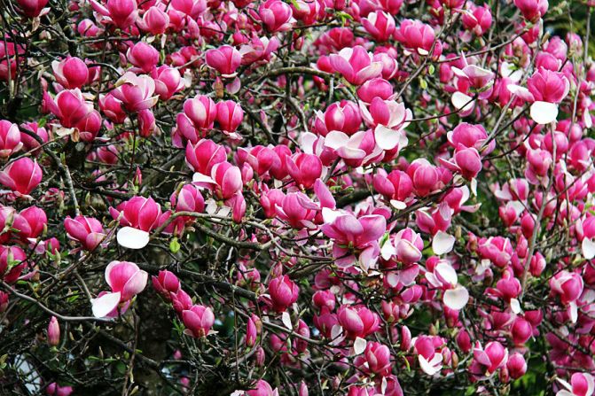 Magnolias usher in the season in Port Coquitlam, British Columbia. Joseph Boltrukiewicz <a href="index.php?page=&url=http%3A%2F%2Fireport.cnn.com%2Fdocs%2FDOC-1225513">spotted these</a> on a walk in his neighborhood. 