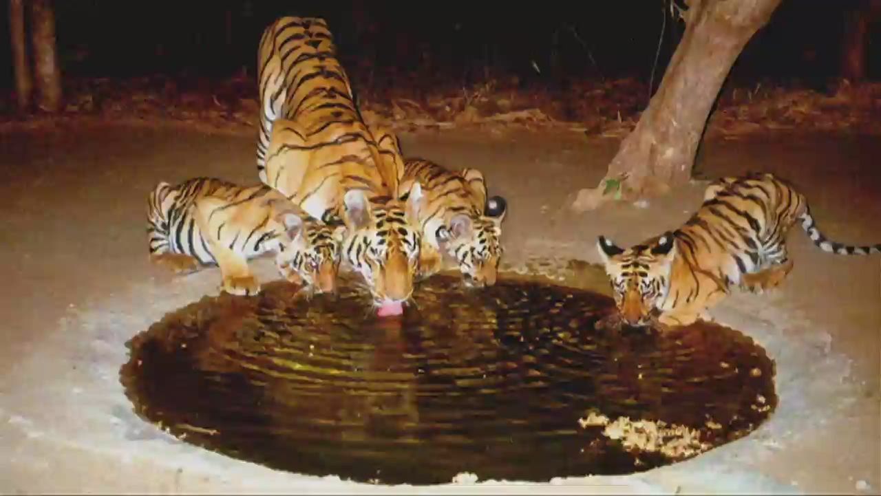 twl bill weir india tiger conservationist _00011321.jpg