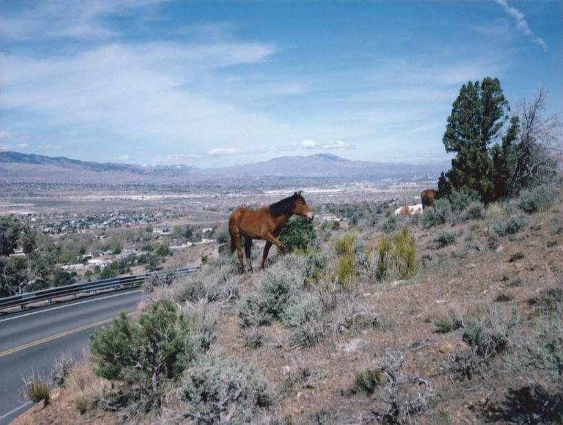A wild mustang grazes near a highway in rural Nevada. The intersection between wild horses and residential communities can have dangerous health consequences, according to an equine veterinarian.