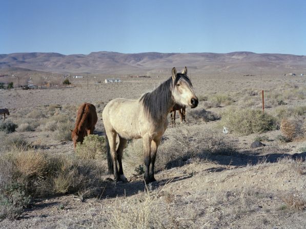 Dutch photographer Charlotte Dumas portrays society's forgotten animals in up-close-and-personal projects. For her series "The Widest Prairies," she lived in a trailer in Nevada. Over 40,000 wild horses roam freely over 10 states in western U.S.