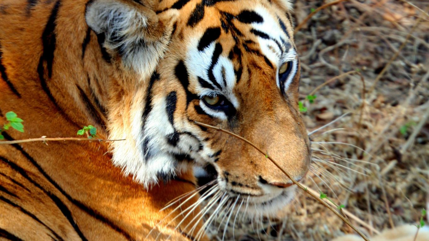 While in India, "The Wonder List" was unable to encounter a tiger in the wild. This one was photographed in the Pench Tiger Reserve in 2007. Today, it is estimated there are fewer than 2,000 tigers roaming India's jungles.