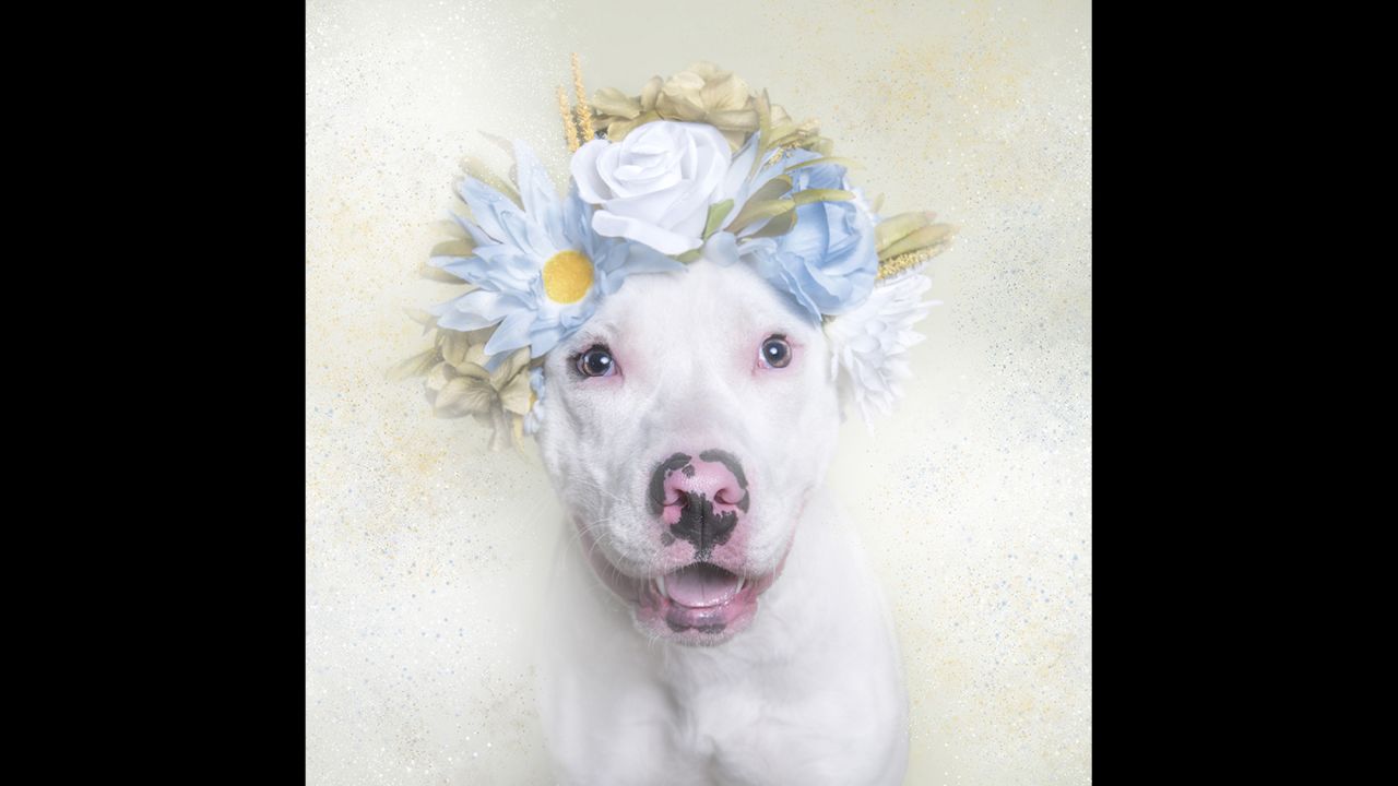 Photos of Rey and other shelter dogs are intended to entice prospective owners to adopt. "Pit bulls are often powerful dogs who are very loyal. Like any other breed, they need proper care, training and socialization," Gamand says on her <a href="http://www.sophiegamand.com/work#/flowerpower/" target="_blank" target="_blank">website</a>. "Pit bulls have become the disposable dogs of America."