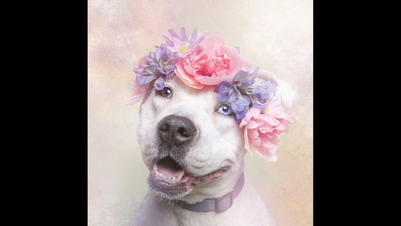 Through pictures of Cali and her cohorts, Gamand hopes to change the way we look at pit bulls and "renew the dialogue around these misunderstood dogs." 