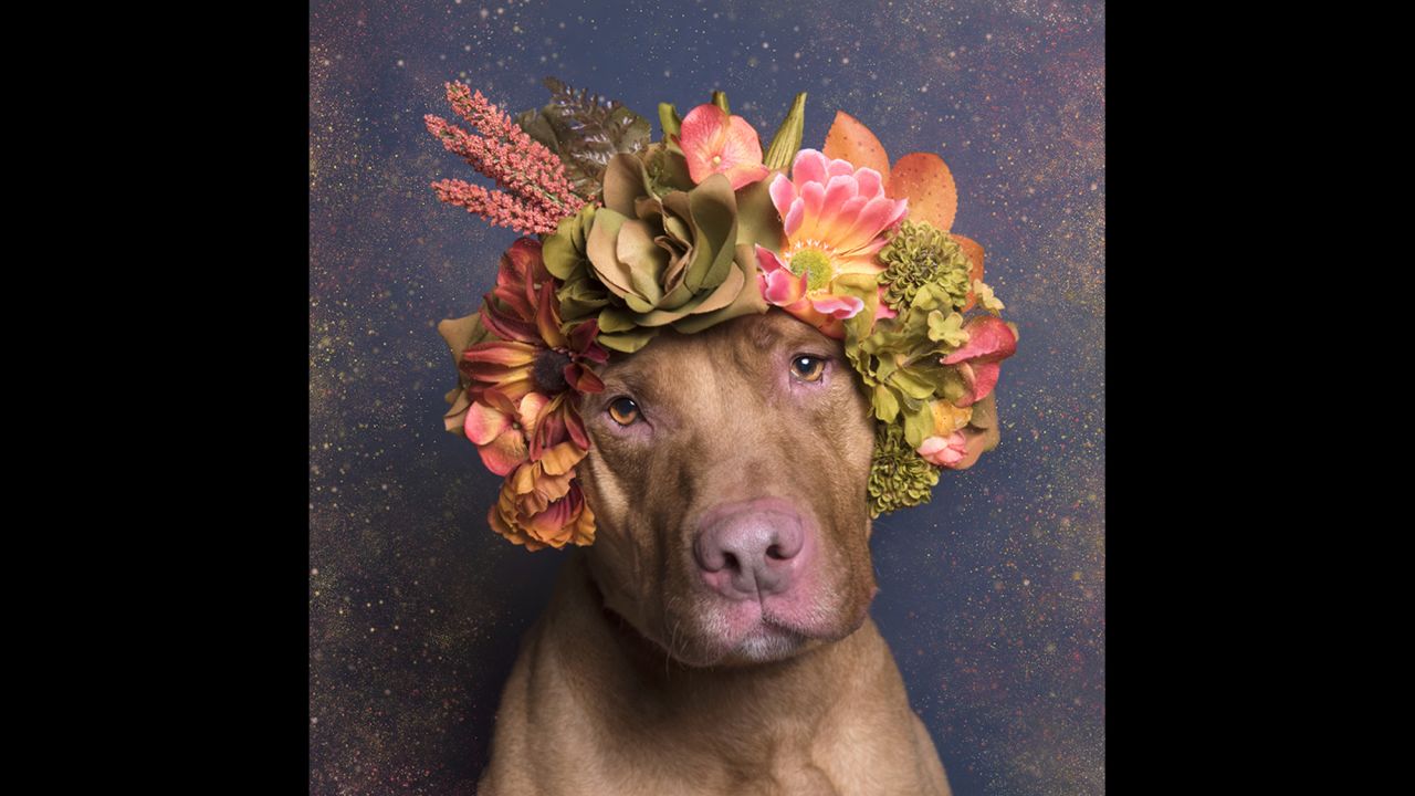 Gamand creates the crowns for the dogs and brings them to shelters for the shoots. "The dogs have been doing incredibly well wearing the crowns. Of course there is a lot of bribery involved!"