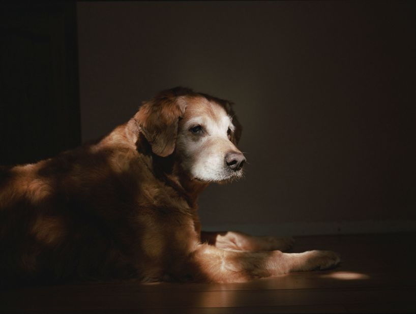 A retired 9/11 search-and-rescue dog, profiled in 2011 for Dumas' series "Retrieved."