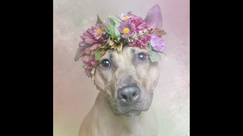 dog flower hat