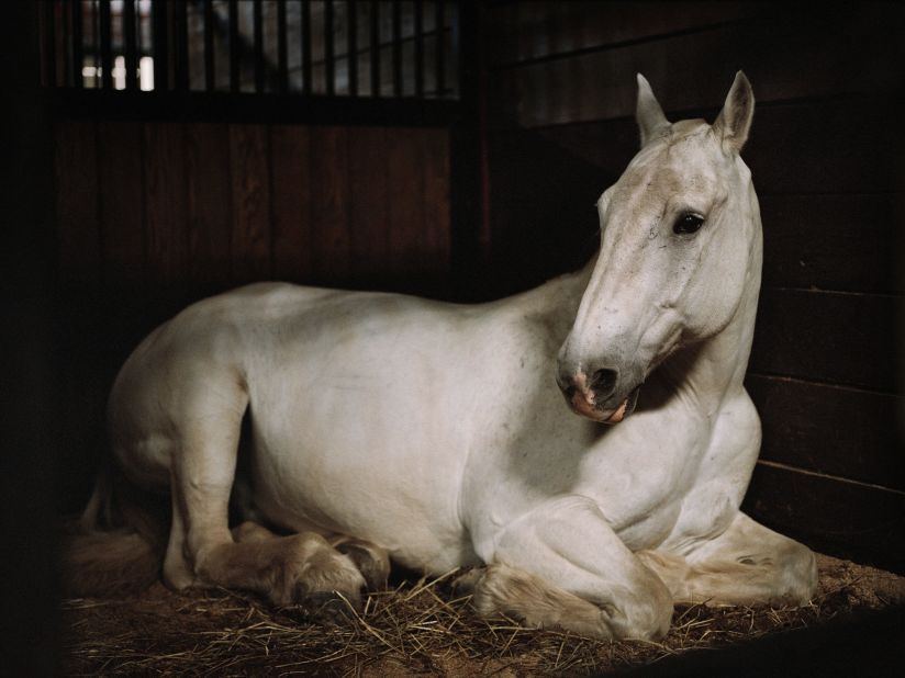 Ringo, a military horse used for funeral processions at Arlington National Cemetery, shown resting in his stable. Dumas spent 15 nights in the stable to capture the moments for her video work, "Anima." 