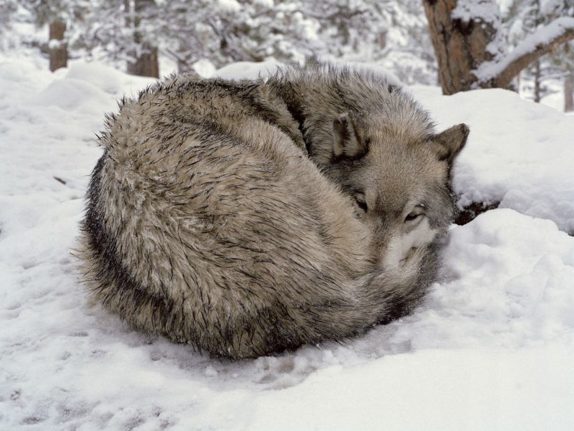 A wolf photographed in upstate New York by Dumas for her Reverie series.