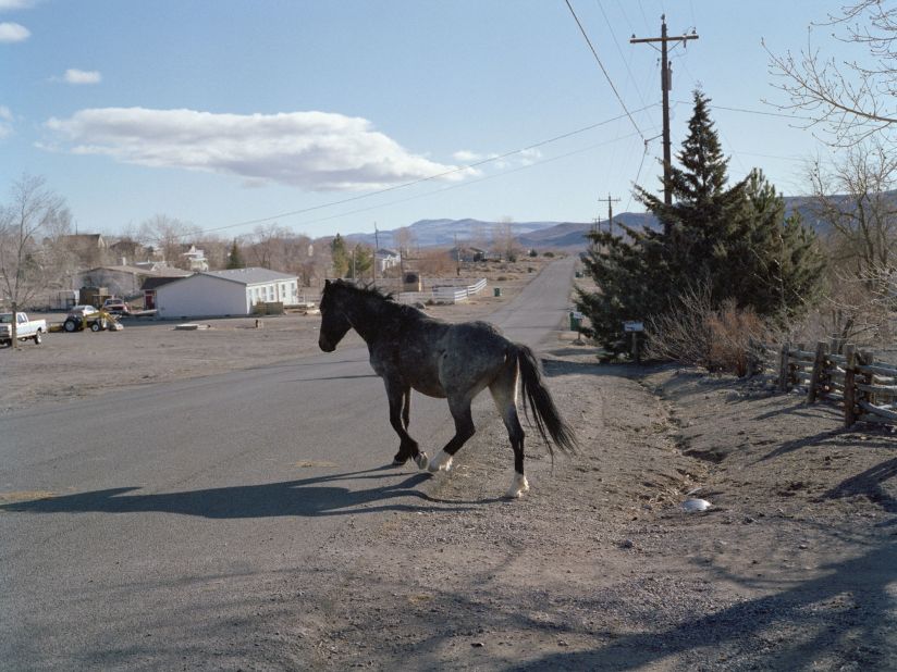 A feral horse crosses the road in Dayton, Nevada. The wild horse population has exceeded its safety limit by 22,500, according to the Bureau of Land Management.
