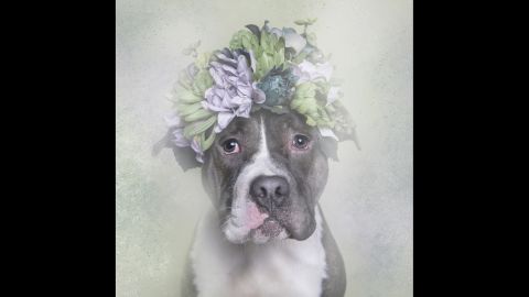 Meet Big Papa, one of the canine stars of photographer Sophie Gamand's series "Flower Power: Pit Bulls of the Revolution." Gamand partnered with animal shelters for the series an in effort to "challenge the way we look at pit bulls."