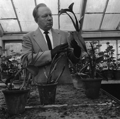 Hubbard works in his greenhouse in December 1959.