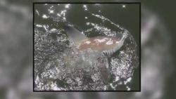 pkg fisherman releases shark on florida beach_00004617.jpg
