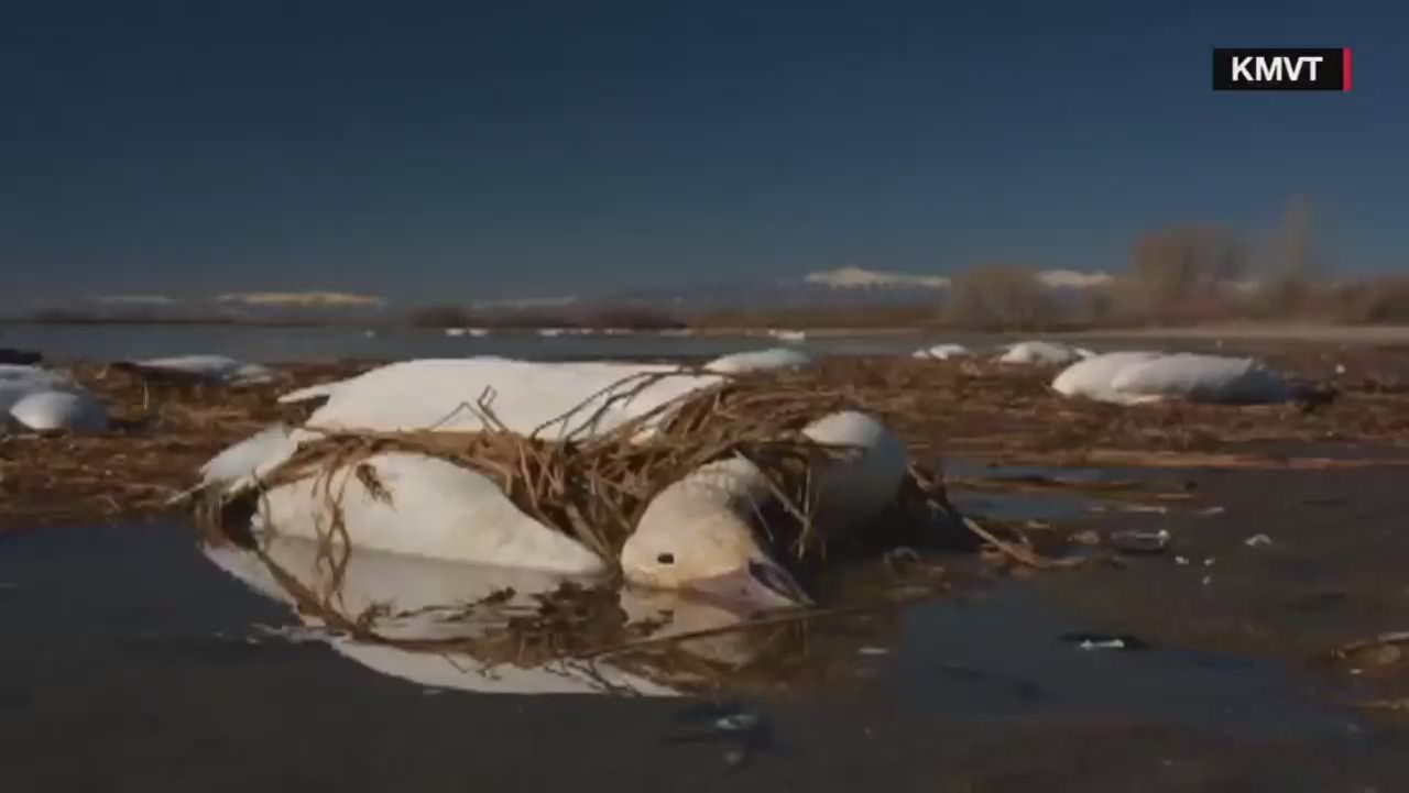 orig snow geese avian cholera idaho_00000000.jpg