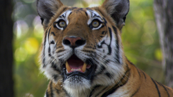 Wonder List Skype India tigers