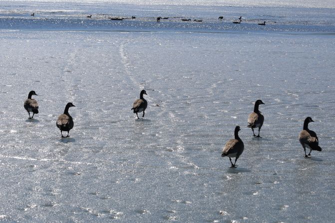 Geese are <a href="http://ireport.cnn.com/docs/DOC-1226088">ready for spring</a> in Wausaw, Wisconsin, on March 17. 