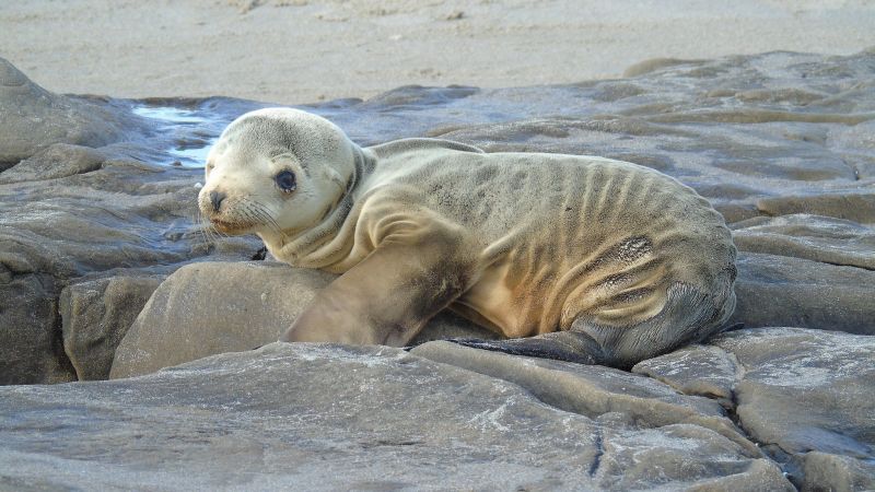 Sea lion strandings on San Diego beaches reach record numbers