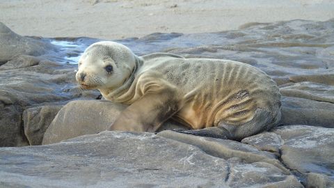 Sea lions are becoming stranded in record numbers this year in Southern California. 