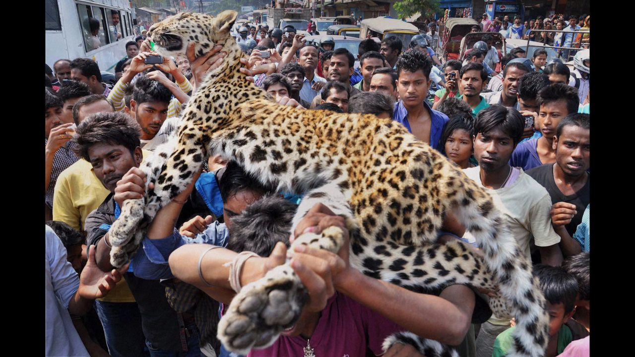 People carry the body of a leopard in Gauhati, India, on Friday, March 13. The leopard fell into narrow cave near a temple and died before it could be rescued, according to the Press Trust of India.
